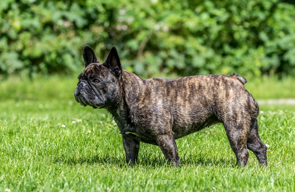 Franse bull Mila