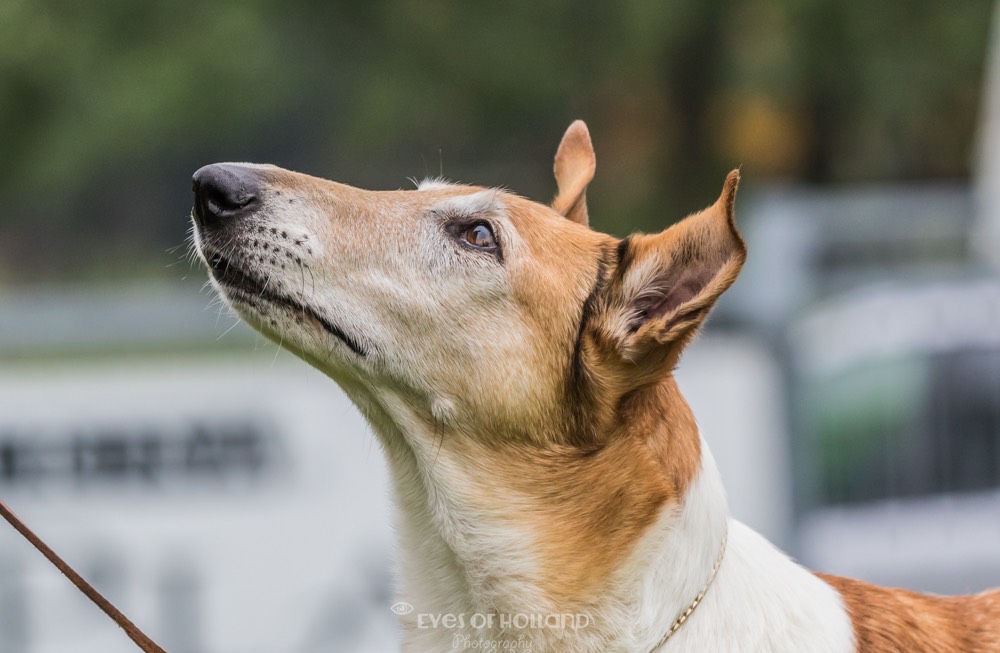 Smooth collie