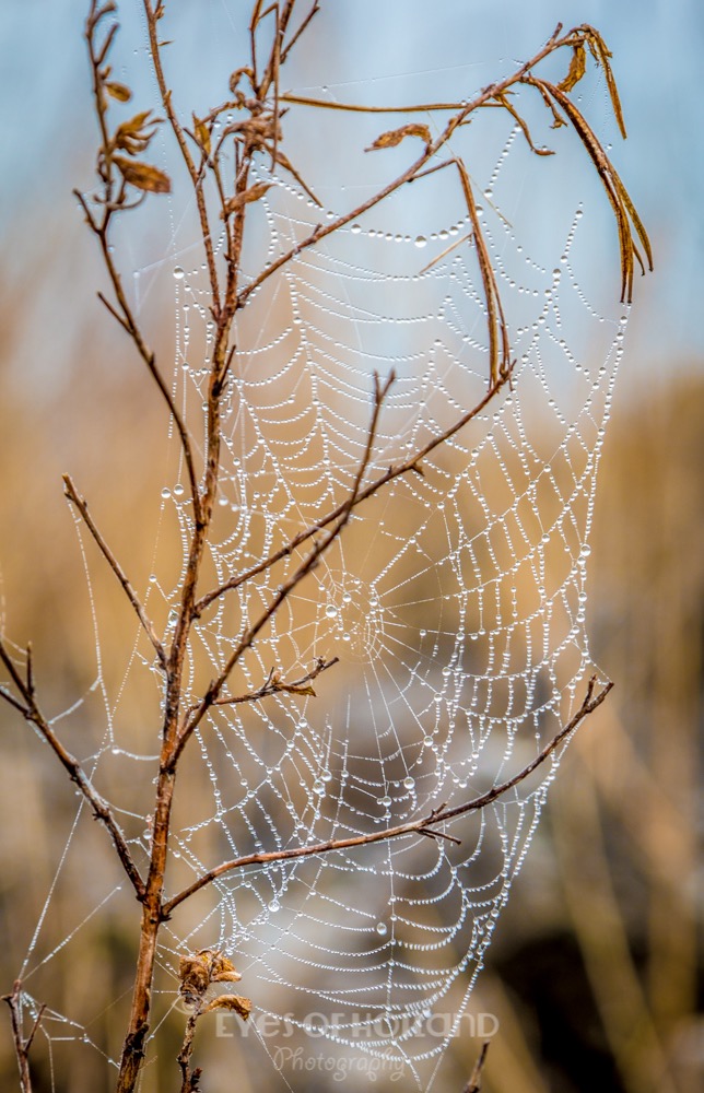 Ochtend mist-16